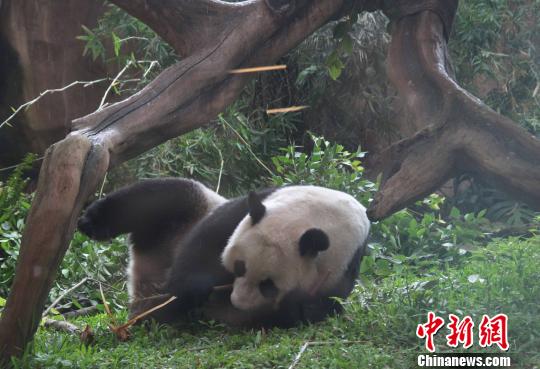 D顰似(c)L z