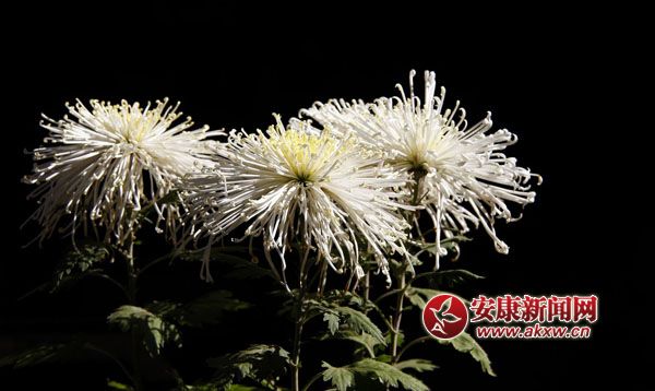 10京`ŵľջ鿶bȻһʒɪͼȡζɢl(f).jpg